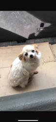 Lost Female Dog last seen Dyson road, Greater London, England N18 2DP