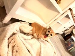 Reunited Female Dog last seen Adams and Garfield, Riverside, CA 92504