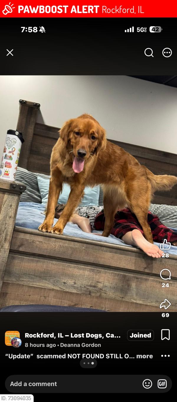 Lost Female Dog last seen Harrison and alpine, Rockford, IL 61108