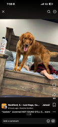 Lost Female Dog last seen Harrison and alpine, Rockford, IL 61108