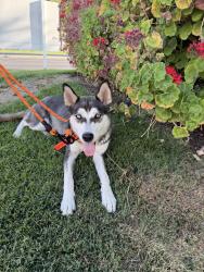 Found/Stray Female Dog last seen Marks and Shaw, Fresno, CA 93711