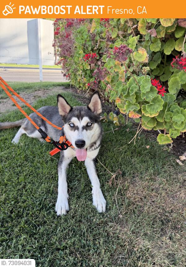 Found/Stray Female Dog last seen Marks and Shaw, Fresno, CA 93711