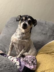 Lost Female Dog last seen Rancho Cancion neighborhood, Tucson, AZ 85730
