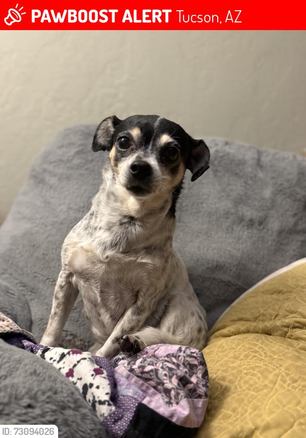 Lost Female Dog last seen Rancho Cancion neighborhood, Tucson, AZ 85730