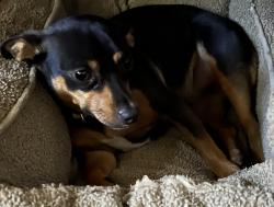Reunited Female Dog last seen Wexler Peak Antioch Ca, Antioch, CA 94531