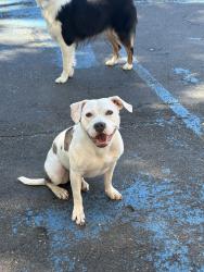 Lost Female Dog last seen 4th Avenue in Huntington Station, Huntington Station, NY 11746