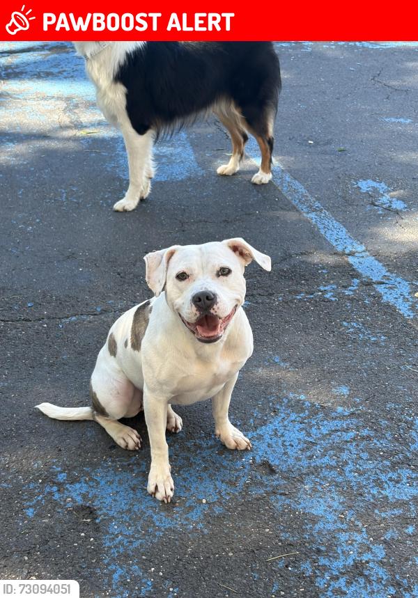 Lost Female Dog last seen 4th Avenue in Huntington Station, Huntington Station, NY 11746