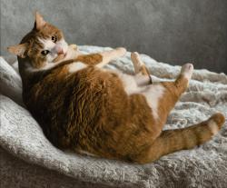 Lost Male Cat last seen Dyer Road, New Columbia, PA 17856