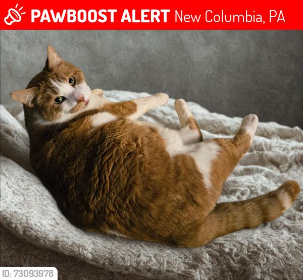 Lost Male Cat last seen Dyer Road, New Columbia, PA 17856