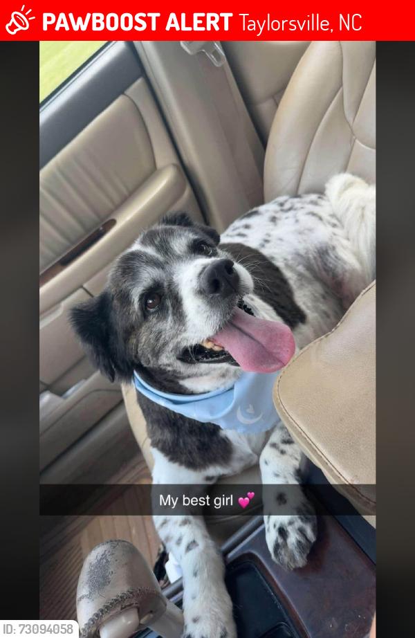 Lost Female Dog last seen Rink dam, Taylorsville, NC 28681