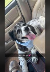 Lost Female Dog last seen Rink dam, Taylorsville, NC 28681
