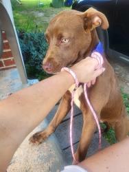 Found/Stray Male Dog last seen Bob Wallace Ave and Fairacres, Huntsville, AL 35805