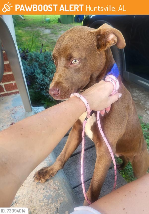 Found/Stray Male Dog last seen Bob Wallace Ave and Fairacres, Huntsville, AL 35805