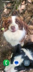 Reunited Male Dog last seen Friendship church road , Powder Springs, GA 30127