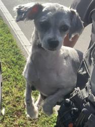 Reunited Female Dog last seen Port Saint Lucie, Port St. Lucie, FL 34986