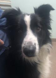 Lost Male Dog last seen Wiggins mill road near 795 hwy, also near Shirley foad, Wilson, NC 27893