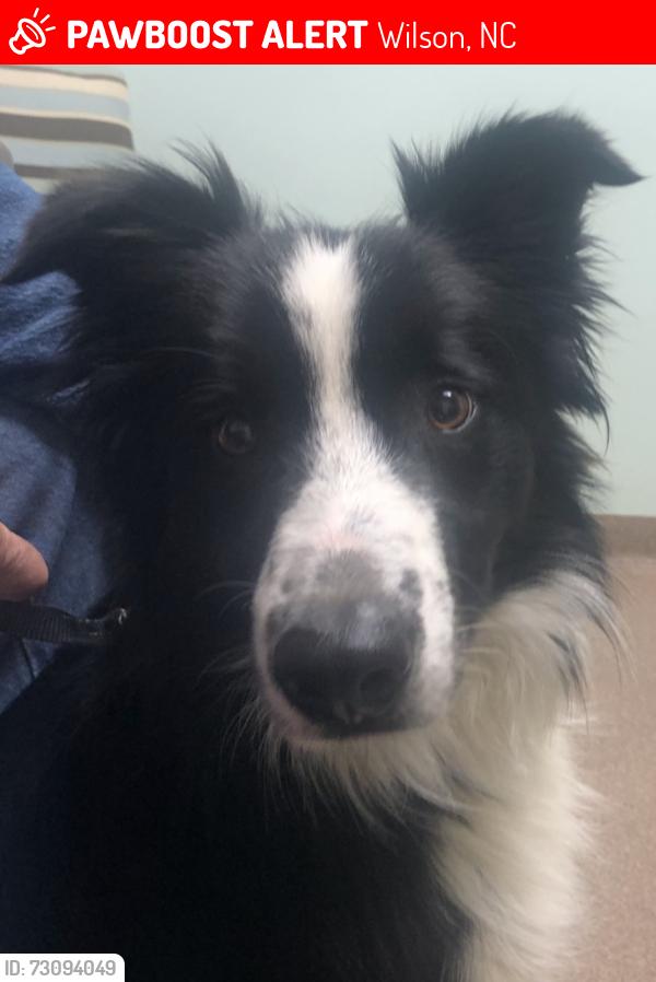 Lost Male Dog last seen Wiggins mill road near 795 hwy, also near Shirley foad, Wilson, NC 27893