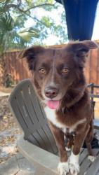 Lost Female Dog last seen Near west 43rd, Jacksonville, FL 32208