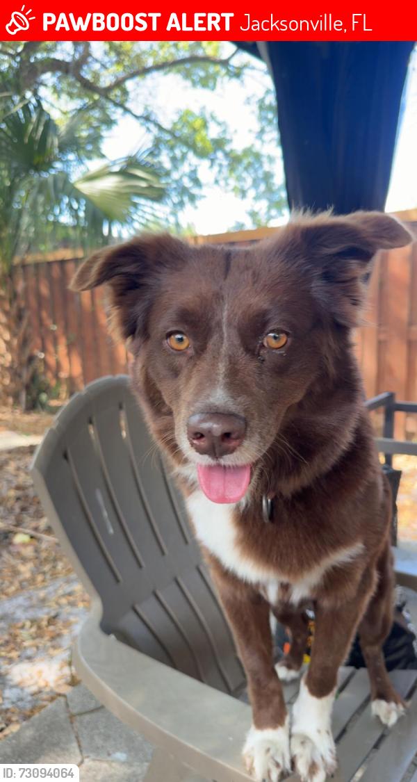 Lost Female Dog last seen Near west 43rd, Jacksonville, FL 32208
