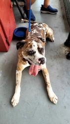 Reunited Unknown Dog last seen Ute Dr, Melbourne, FL 32935