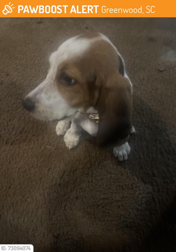 Found/Stray Female Dog last seen Cambridge park, Greenwood, SC 29646