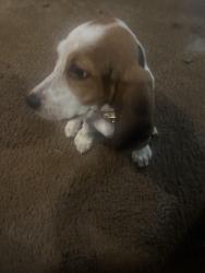 Found/Stray Female Dog last seen Cambridge park, Greenwood, SC 29646