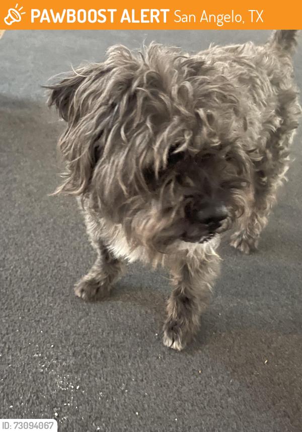 Found/Stray Male Dog last seen Kid’s Kingdom, San Angelo, TX 76903