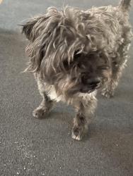 Found/Stray Male Dog last seen Kid’s Kingdom, San Angelo, TX 76903