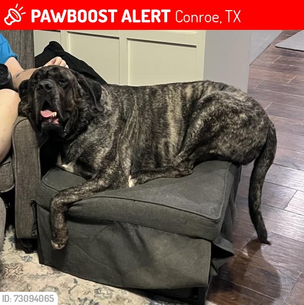 Lost Male Dog last seen Landry lane, Conroe, TX 77303