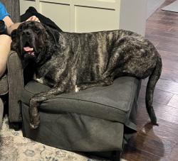 Lost Male Dog last seen Landry lane, Conroe, TX 77303