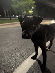 Found/Stray Unknown Dog last seen The Edge apmt building, Pensacola, FL 32514