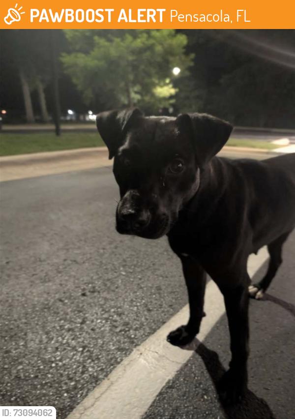Found/Stray Unknown Dog last seen The Edge apmt building, Pensacola, FL 32514