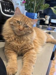 Lost Male Cat last seen Howard street, Evanston, IL 60645