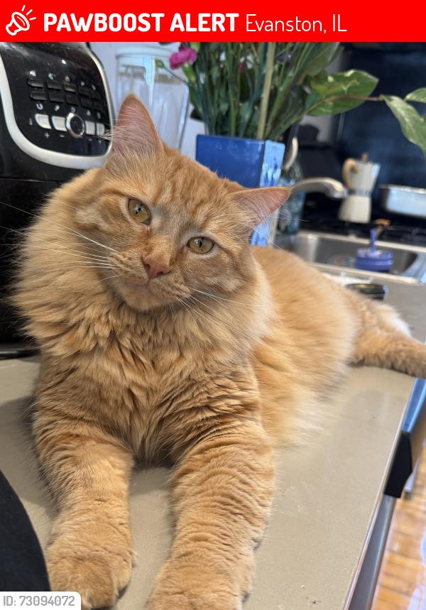 Lost Male Cat last seen Howard street, Evanston, IL 60645