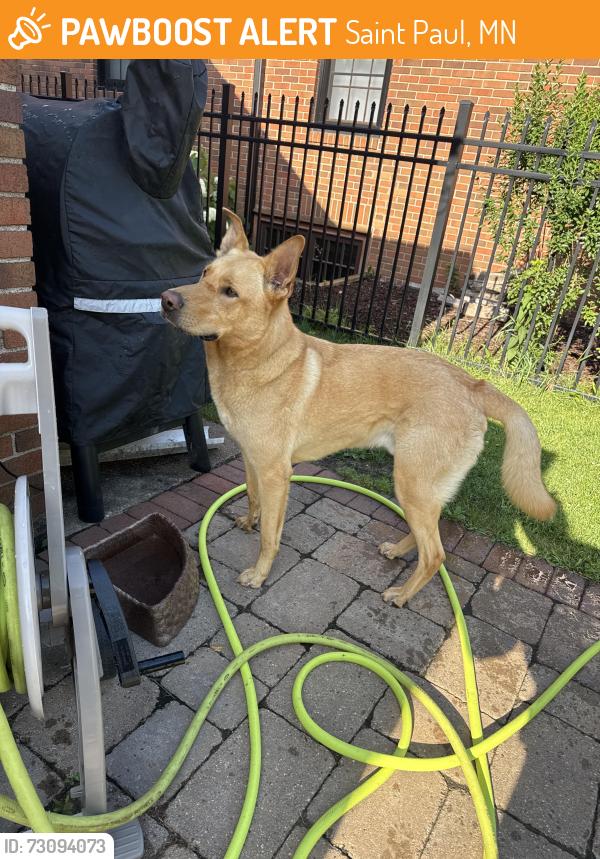 Found/Stray Male Dog last seen Chelsea Heights Elementary School / Karol Coffee, Saint Paul, MN 55108