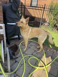 Found/Stray Male Dog last seen Chelsea Heights Elementary School / Karol Coffee, Saint Paul, MN 55108