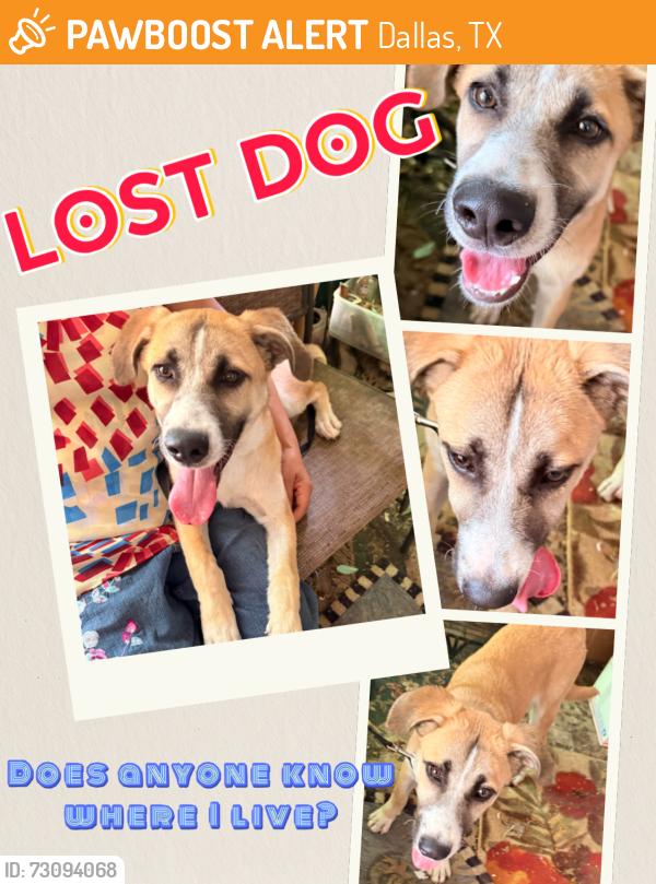 Found/Stray Female Dog last seen Walnut Hill Lane & HWY I-75, Dallas, TX 75230