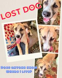 Found/Stray Female Dog last seen Walnut Hill Lane & HWY I-75, Dallas, TX 75230