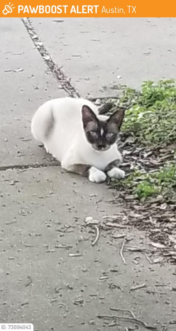 Found/Stray Unknown Cat last seen Blue Meadows, Austin, TX 78744