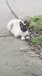 Found/Stray Unknown Cat last seen Blue Meadows, Austin, TX 78744