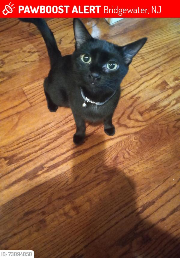 Lost Female Cat last seen Edgewood Terrace and 202, Bridgewater, NJ 08807