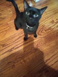 Lost Female Cat last seen Edgewood Terrace and 202, Bridgewater, NJ 08807