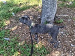 Reunited Male Dog last seen Sample rd, by the 2 lights near McDonald's., Pompano Beach, FL 33064