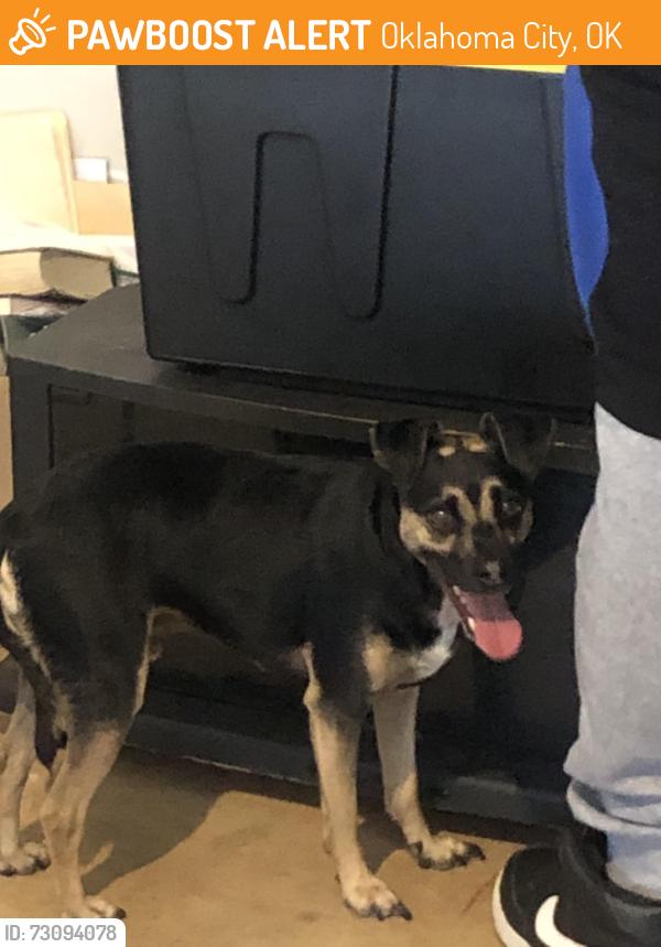 Found/Stray Male Dog last seen Jones Blvd/Dimple St/ SE 59th St, Oklahoma City, OK 73135