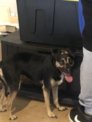 Found/Stray Male Dog last seen Jones Blvd/Dimple St/ SE 59th St, Oklahoma City, OK 73135