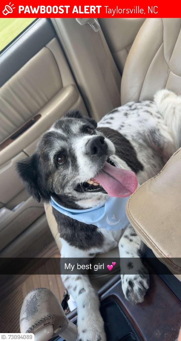 Lost Female Dog last seen Home, Taylorsville, NC 28681