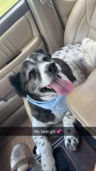 Lost Female Dog last seen Home, Taylorsville, NC 28681
