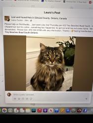 Lost Male Cat last seen Near Tiny Beaches Road South Tiny Ontario, Tiny, ON L0L 2T0