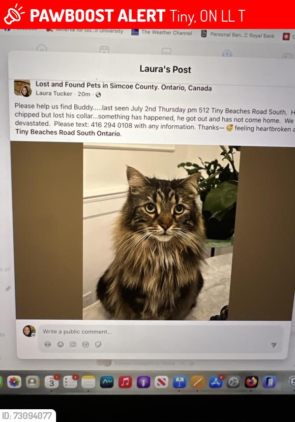 Lost Male Cat last seen Near Tiny Beaches Road South Tiny Ontario, Tiny, ON L0L 2T0
