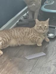 Lost Male Cat last seen Yesteroaks neighborhood, Slidell, LA 70458